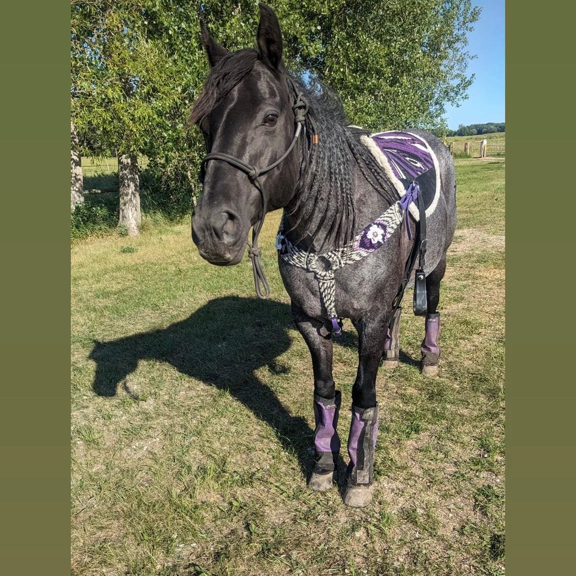 Purple Poppy Breast Collar - In Stock